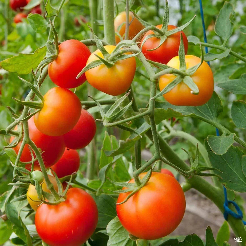 Stupice Tomato Seeds - Organic Heirloom, Cold Tolerant Early Variety, Non-GMO, Compact Bush Plant, Solanum lycopersicum