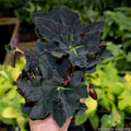 Black Fancy Begonia Seeds - 25+ Pack, Tuberhybrida, Indoor/Outdoor Garden Planting, Dark Foliage, Vibrant Blooms, Non-GMO USA Grown