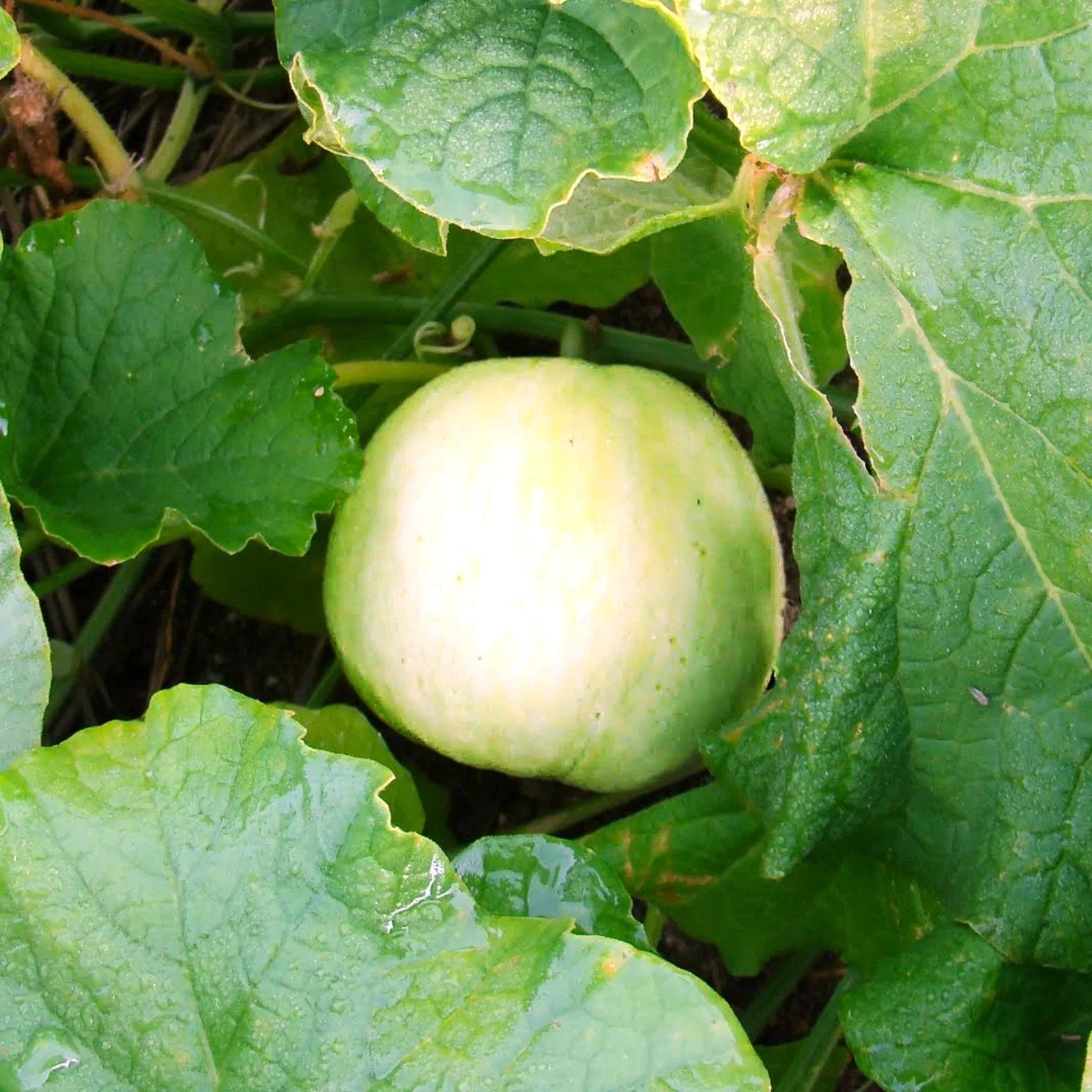 Sakata Sweet Asian Melon Seeds - Japanese Conomon Variety, Heirloom Cucumis melo for Home Garden Planting, 20 Seeds