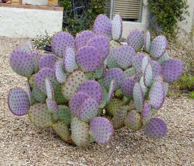 Cactus Cuttings - 3 Santa Rita Purple Prickly Pear Opuntia spp. Drought-Tolerant Succulent for Gardens & Indoor Decor
