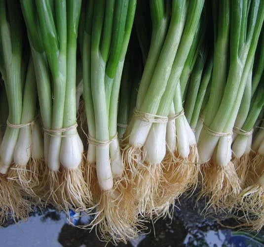 Tokyo White Bunching Onion Seeds - 100 Packets Allium fistulosum, Mild, Crisp, Sweet, Garden, Culinary, Organic