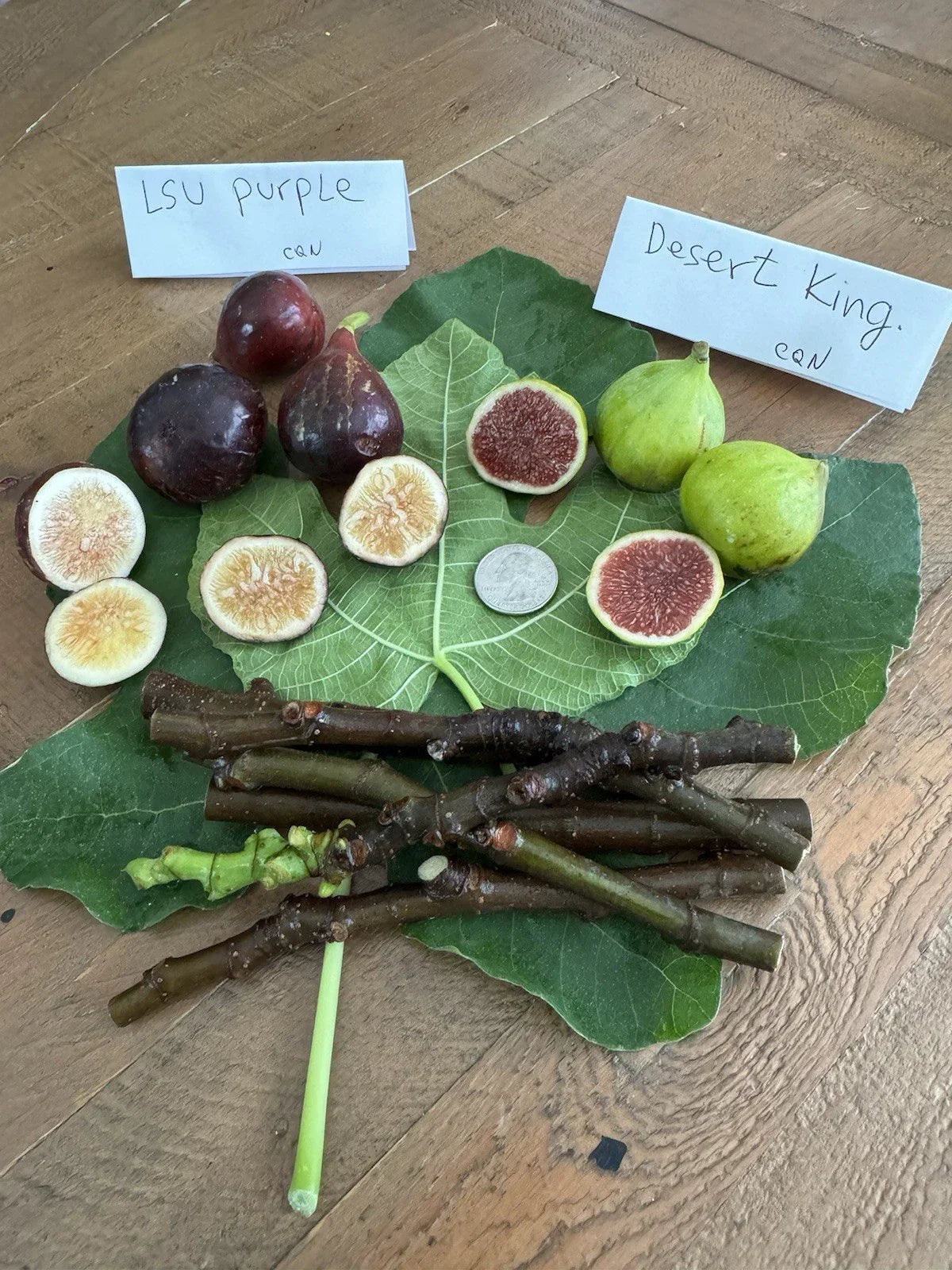 Fig Cuttings 6 Pack - LSU Purple & Desert King - Ficus carica