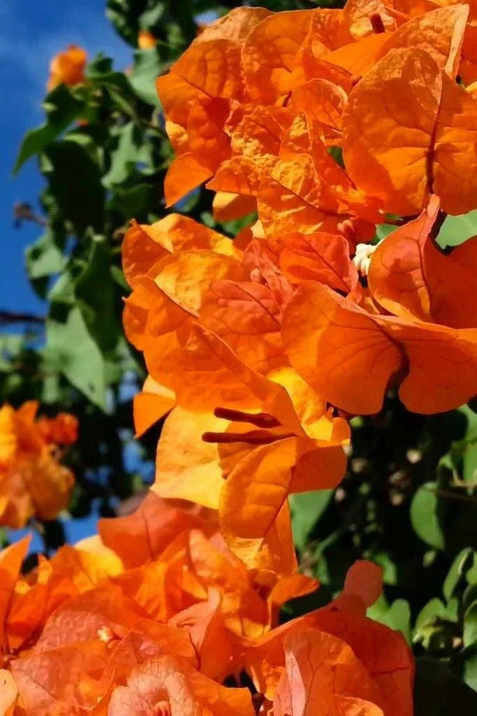 Live Bougainvillea Starter Plant - Bengal Orange Variegated in Pot - Bougainvillea spectabilis Tropical Climbing Plant