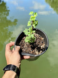 Black Velvet Gooseberry Starter Plant - Well Rooted Ribes nigrum Superfood Berry for Zones 3-8
