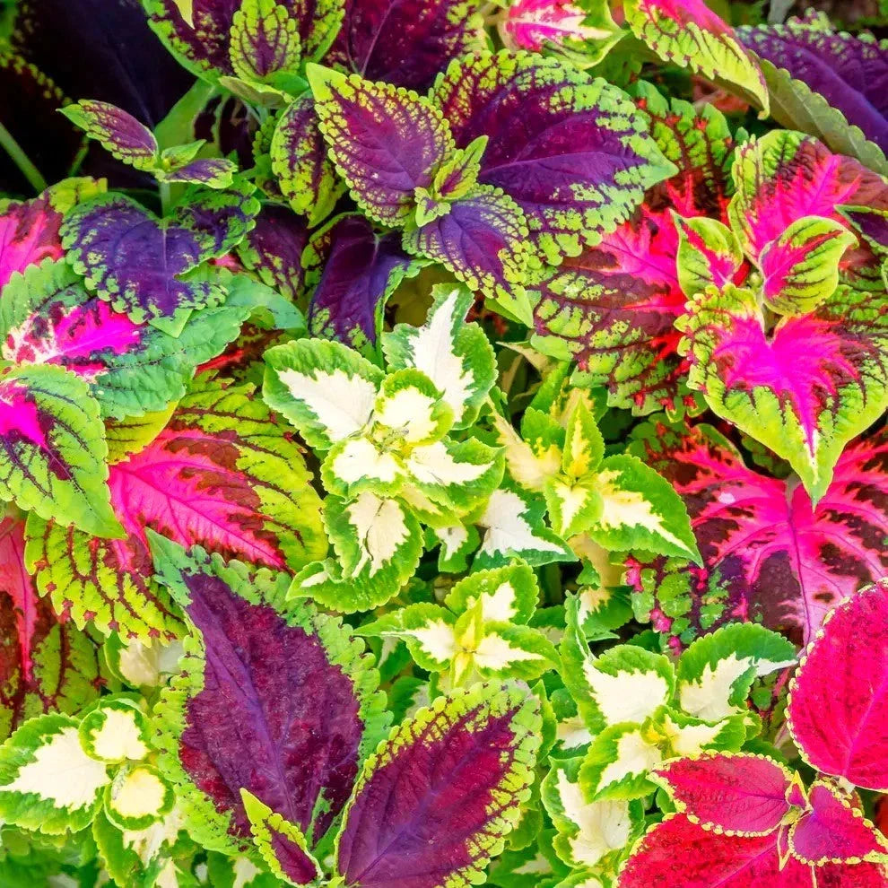 Rainbow Mix Coleus Seeds - Plectranthus scutellarioides, Shade Garden, Container, Border, 50 Seeds