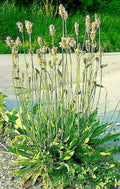 English Plantain Seeds 1001 Pack - Medicinal Herb, Plantago lanceolata, Hardy Perennial for Herbal Gardens