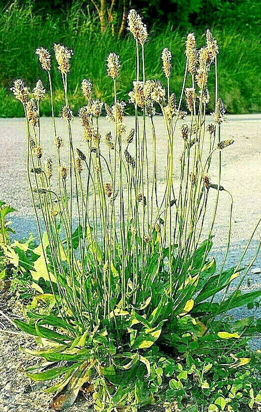 English Plantain Seeds 1001 Pack - Medicinal Herb, Plantago lanceolata, Hardy Perennial for Herbal Gardens