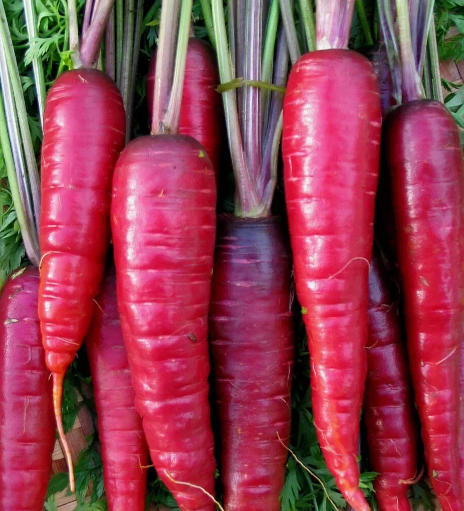 Purple Carrot Seeds 500+ "Cosmic" Non-GMO Vegetable Garden Seeds for Growing Vibrant, Nutrient-Rich Carrots
