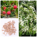 Kousa Dogwood Tree Seeds – Cornus kousa with White Flowers & Red Fruits – Garden Planting Seeds
