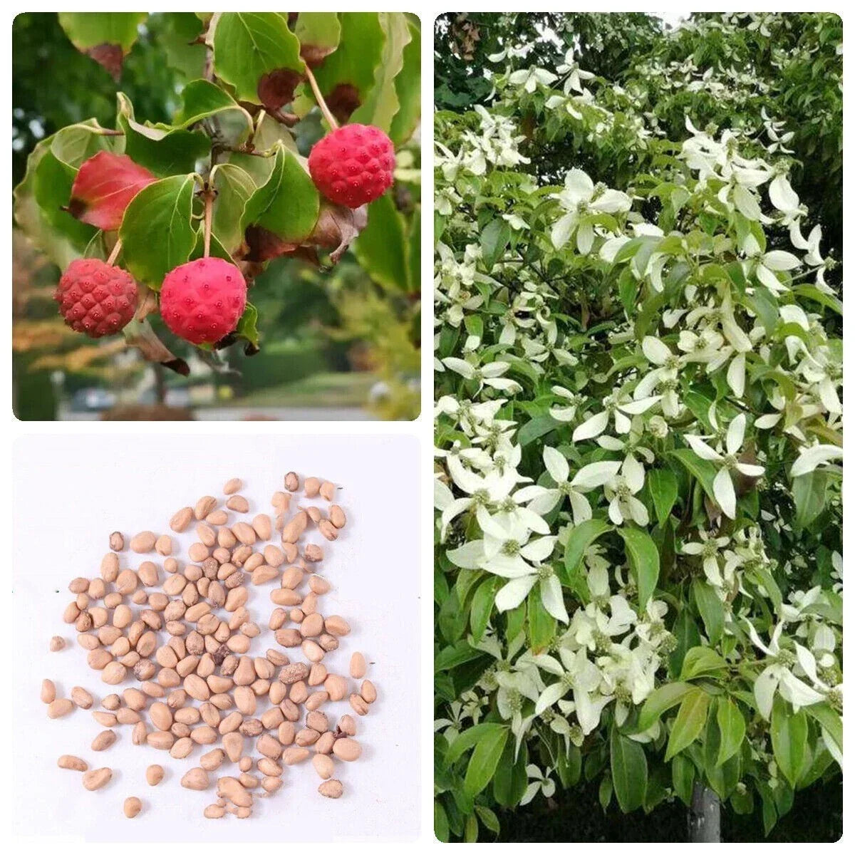 Kousa Dogwood Tree Seeds – Cornus kousa with White Flowers & Red Fruits – Garden Planting Seeds