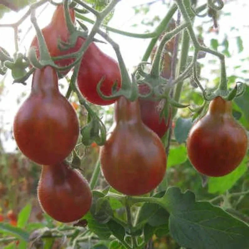 Chocolate Pear Tomato Seeds – Organic Heirloom, Solanum lycopersicum, 40 Seeds, Sweet, Unique Brown Color, Full Sun, USA Grown