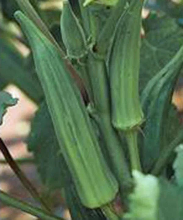 Okra Seeds - Emerald Heirloom Non-GMO Garden Seeds, 100 Count, Abelmoschus esculentus, Full Sun, Easy to Grow