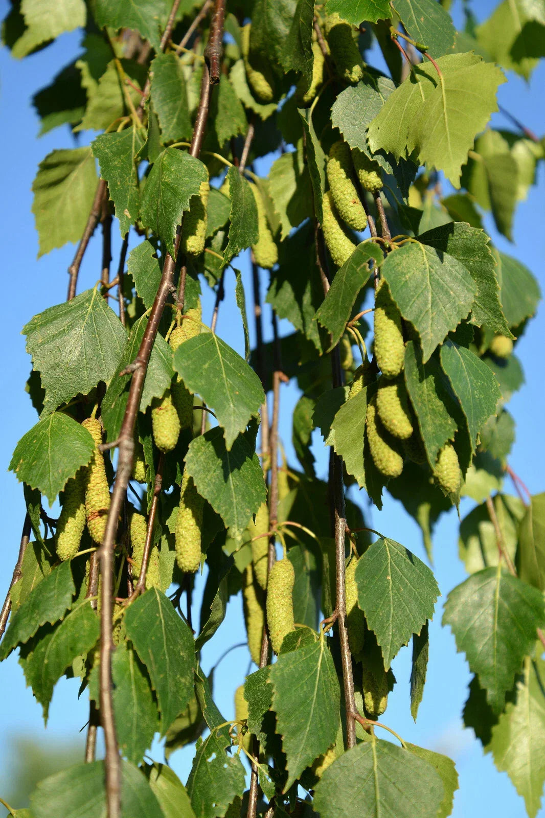 Weeping Birch Seeds 1000 Count Betula pendula 'Youngii' Bonsai Tree Seeds for Garden & Landscape