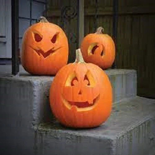 Premium Jack O' Lantern Pumpkin Seeds - Heirloom Cucurbita pepo for Carving & Fall Harvest