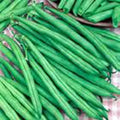 Tendergreen Bush Bean Seeds – Heirloom Phaseolus vulgaris, Compact 18-24 inch Plant, Non-GMO, High Yield, Easy to Grow