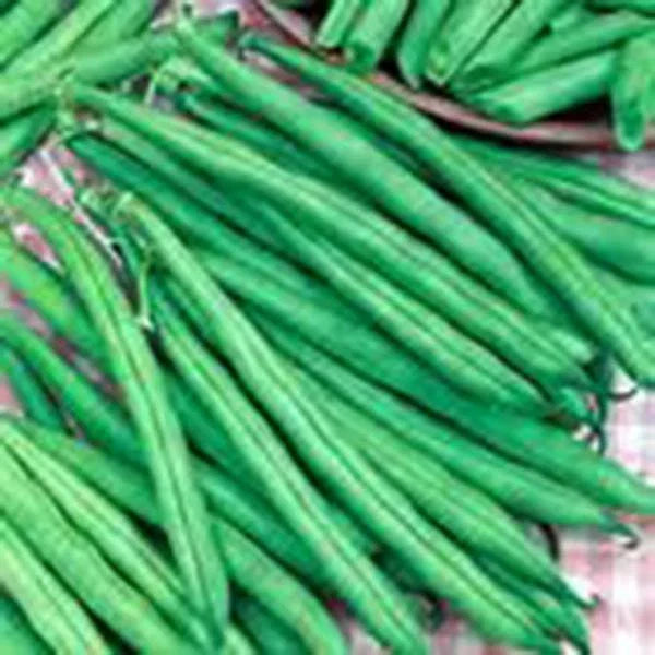 Tendergreen Bush Bean Seeds – Heirloom Phaseolus vulgaris, Compact 18-24 inch Plant, Non-GMO, High Yield, Easy to Grow