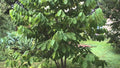 Paw Paw Tree Live Plant 12-18 Inches Asimina triloba Hardy Zones 5-9 Deciduous Fruit Tree