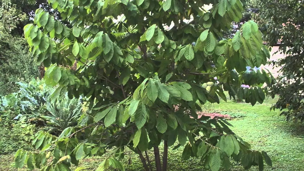 Paw Paw Tree Live Plant 12-18 Inches Asimina triloba Hardy Zones 5-9 Deciduous Fruit Tree