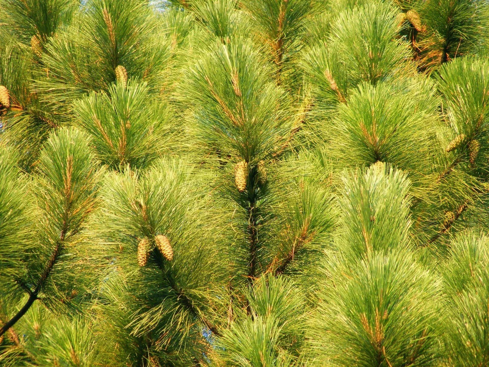 Slash Pine Seeds Pack - Pinus elliottii for Reforestation, Landscaping & Evergreen Trees, 25 Seeds