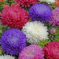 Ostrich Feather Aster Seeds Mix – Colorful Blooms, Butterfly Attracting, Aster novae-angliae, Garden Flower Seeds, Free Shipping