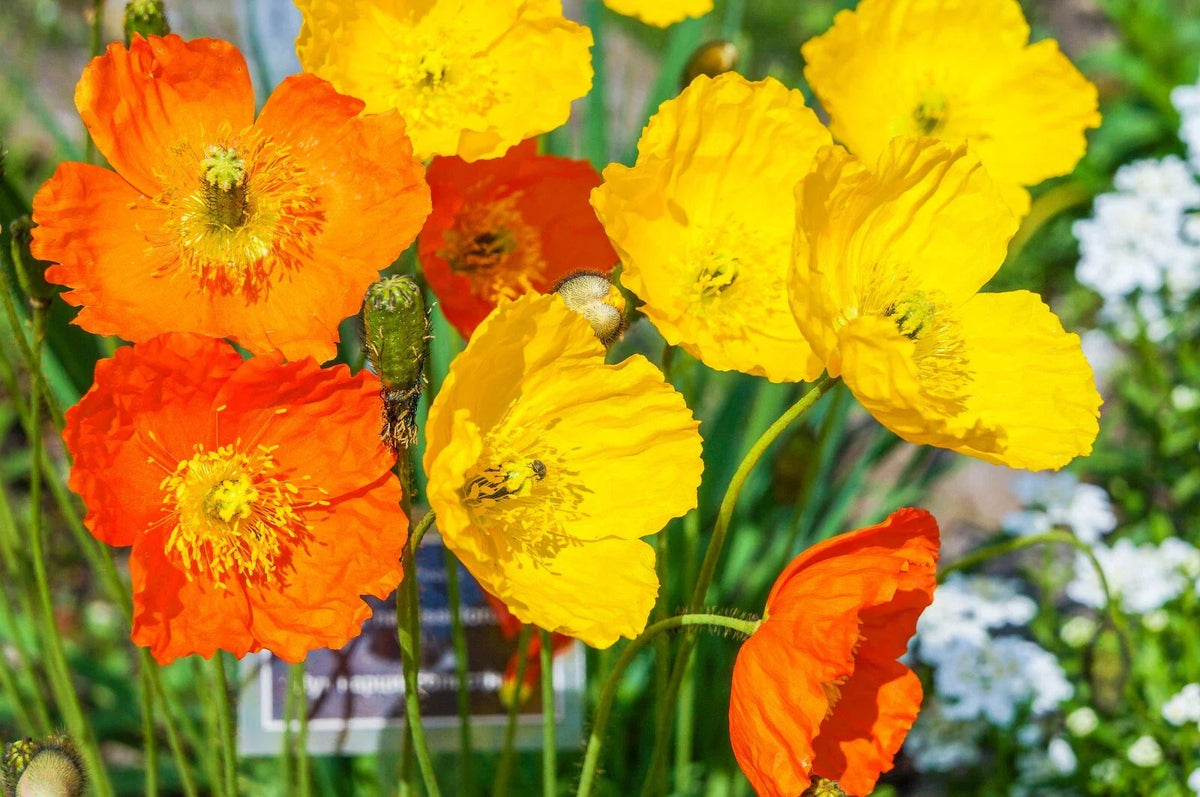 Welsh Poppy Seeds - 154+ Seeds for Shade Gardens, Orange & Yellow Flowers, Perennial, Papaver cambricum, USA Seller