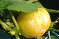 Lemon Cucumber Seeds - Heirloom Cucumis sativus - Unique Lemon-Shaped, Crisp, Sweet, Non-GMO, Pack of 25 Seeds for Home Garden & Container