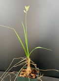 Trachyandra saltii Succulent Plant in 2.5" Pot – Rare, Rooted, Indoor & Outdoor Houseplant, Unique Succulent Gift