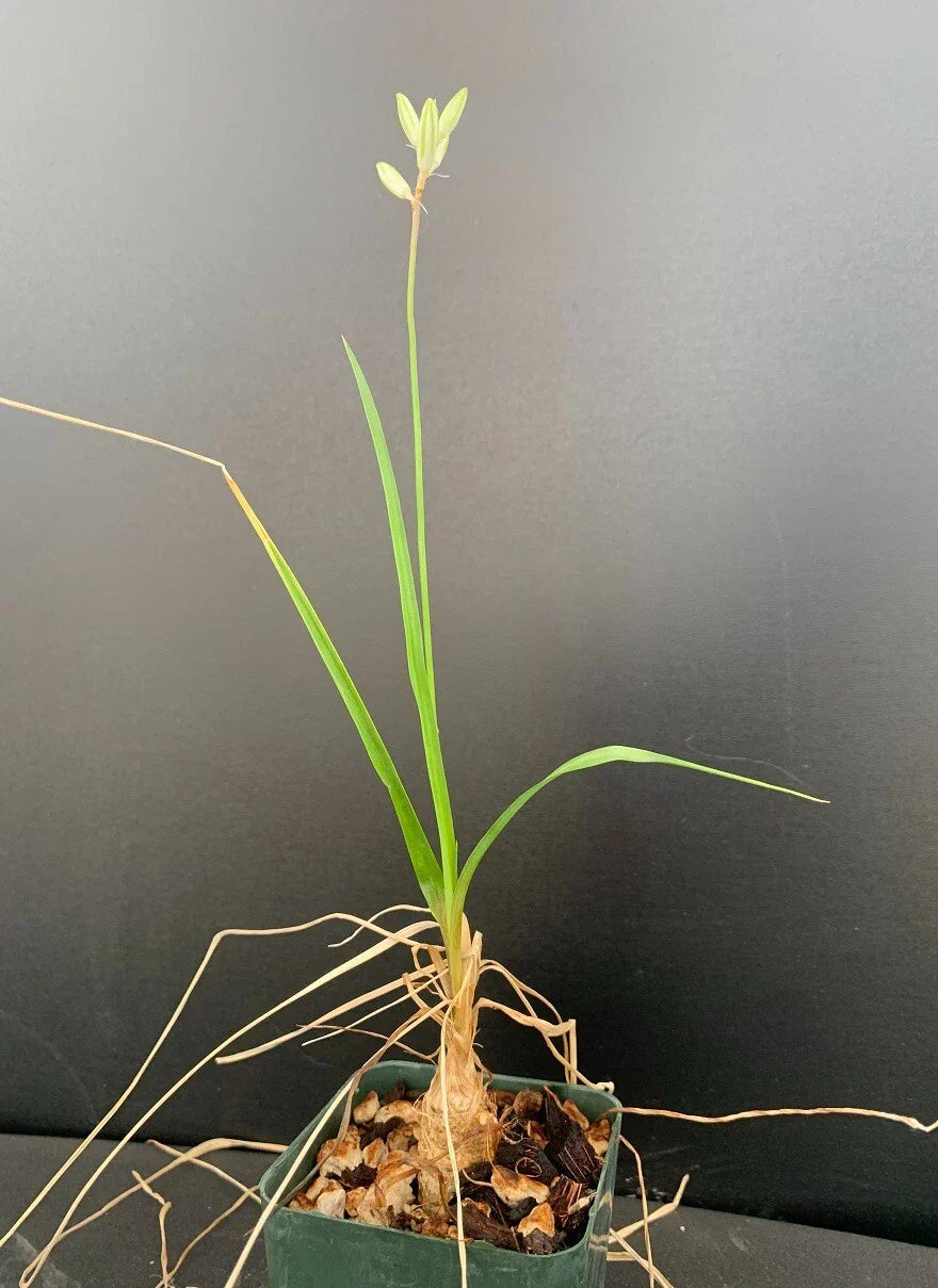 Trachyandra saltii Succulent Plant in 2.5" Pot – Rare, Rooted, Indoor & Outdoor Houseplant, Unique Succulent Gift