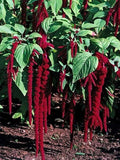 Amaranthus Seeds, Love Lies Bleeding, Edible Ornamental Plant, Amaranthus caudatus, 35 Seeds