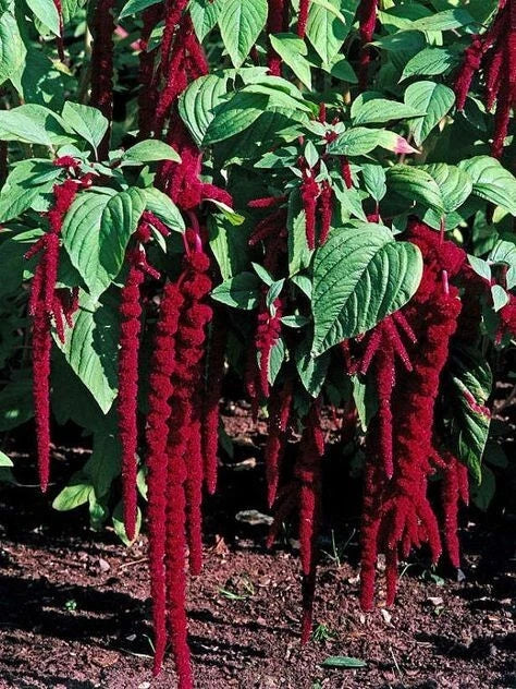 Amaranthus Seeds, Love Lies Bleeding, Edible Ornamental Plant, Amaranthus caudatus, 35 Seeds