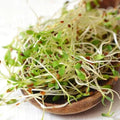 True Alfalfa Seeds - 1000+ Non-GMO Vegetable Seeds for Sprouts, Salads, Medicago sativa