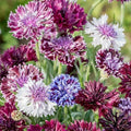 Bachelor's Button Seeds - 50 Classic Mix Annual Flower Seeds - Centaurea cyanus - Vibrant Blue, Pink & White Colors