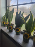 Snake Plant Cutting - Rooted Sansevieria trifasciata - Mother-In-Law Tongue Indoor Plant