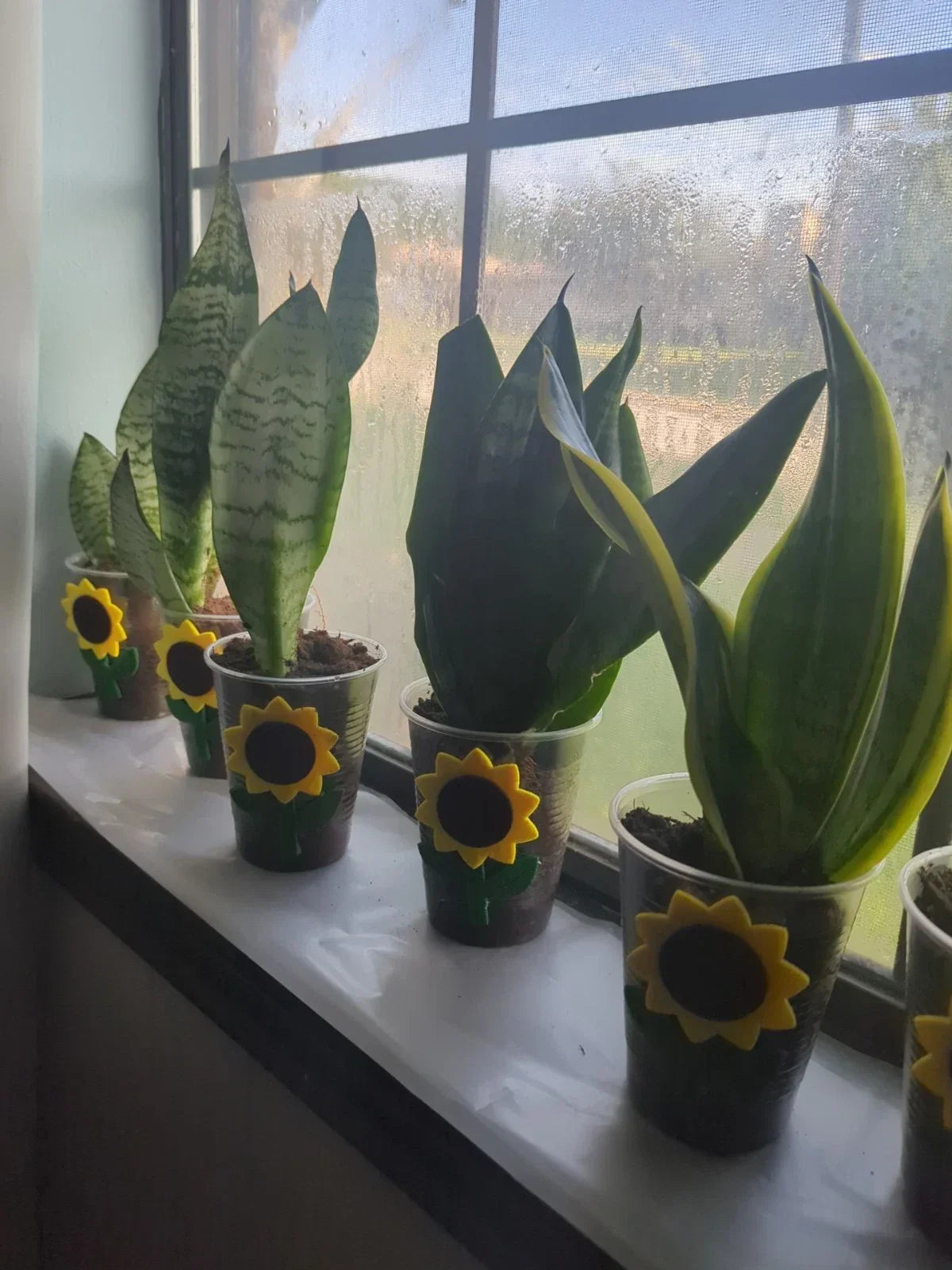 Snake Plant Cutting - Rooted Sansevieria trifasciata - Mother-In-Law Tongue Indoor Plant