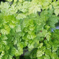 Chervil Seeds - Heirloom Non-GMO Anthriscus cerefolium - 200+ Seeds for Culinary Herbs, Container & Garden Planting