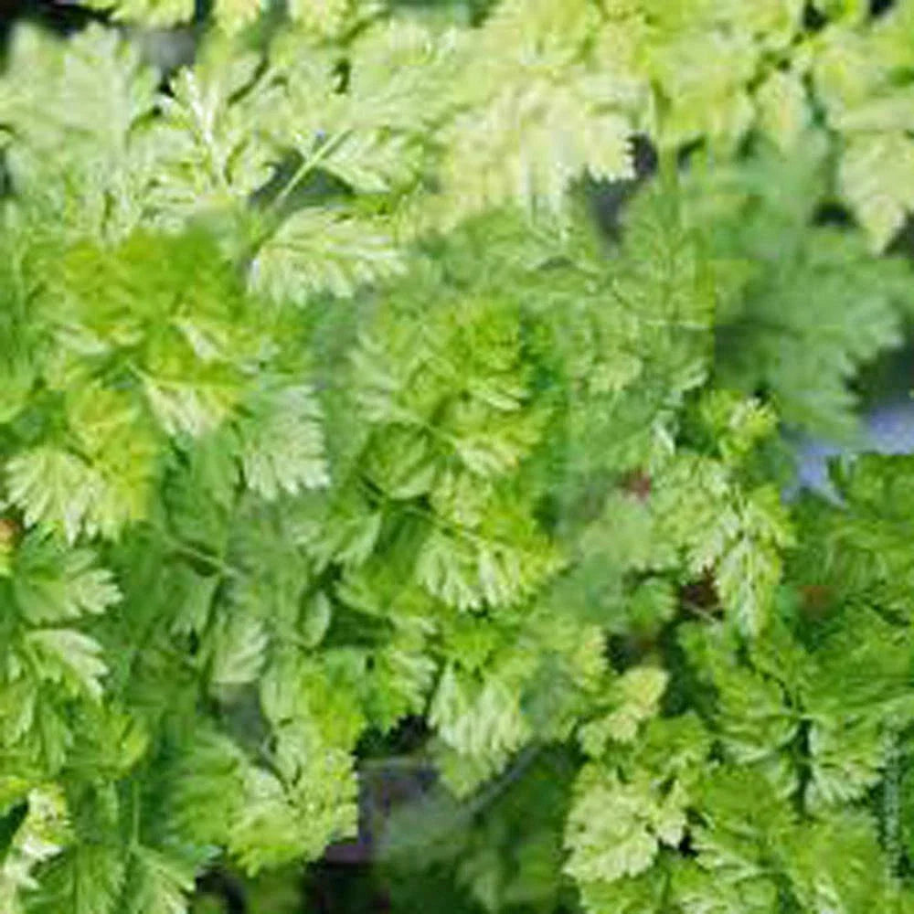 Chervil Seeds - Heirloom Non-GMO Anthriscus cerefolium - 200+ Seeds for Culinary Herbs, Container & Garden Planting