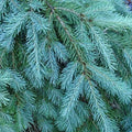 Blue Douglas Fir Seeds 20 Pack Evergreen Tree Seeds Pseudotsuga menziesii var. glauca for Landscaping and Reforestation