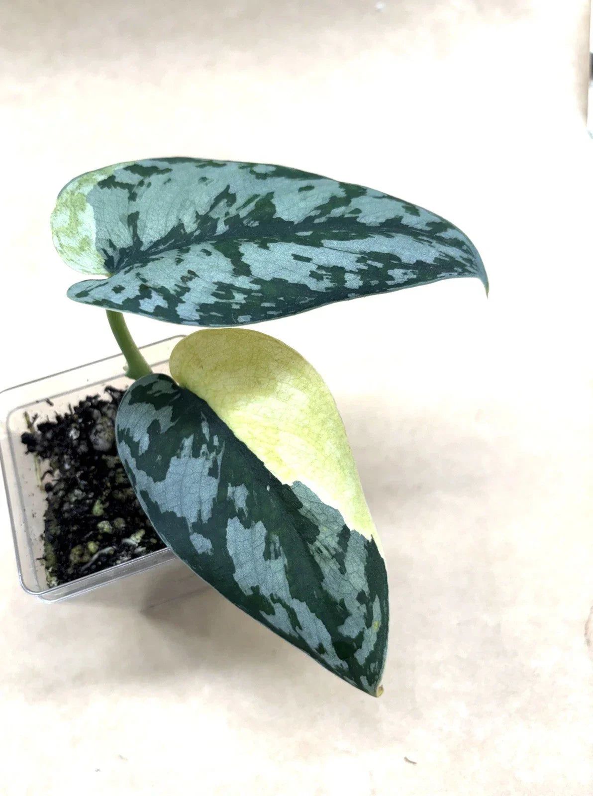 Rooted Cutting of Scindapsus Maharlika | Rare Variegated Epipremnum aureum Indoor Plant