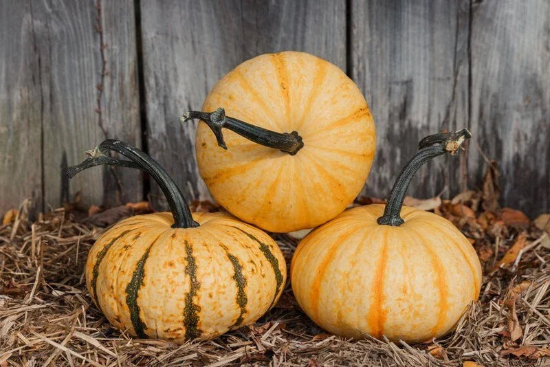 Tiger Stripe Pumpkin Seeds - Organic Cucurbita pepo - 20 Seeds for Home Garden, Decorative, USA Grown