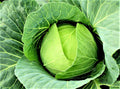 Cabbage Seeds Pack of 200+ Non-GMO Organic Copenhagen Market Brassica oleracea for Vegetable Gardening
