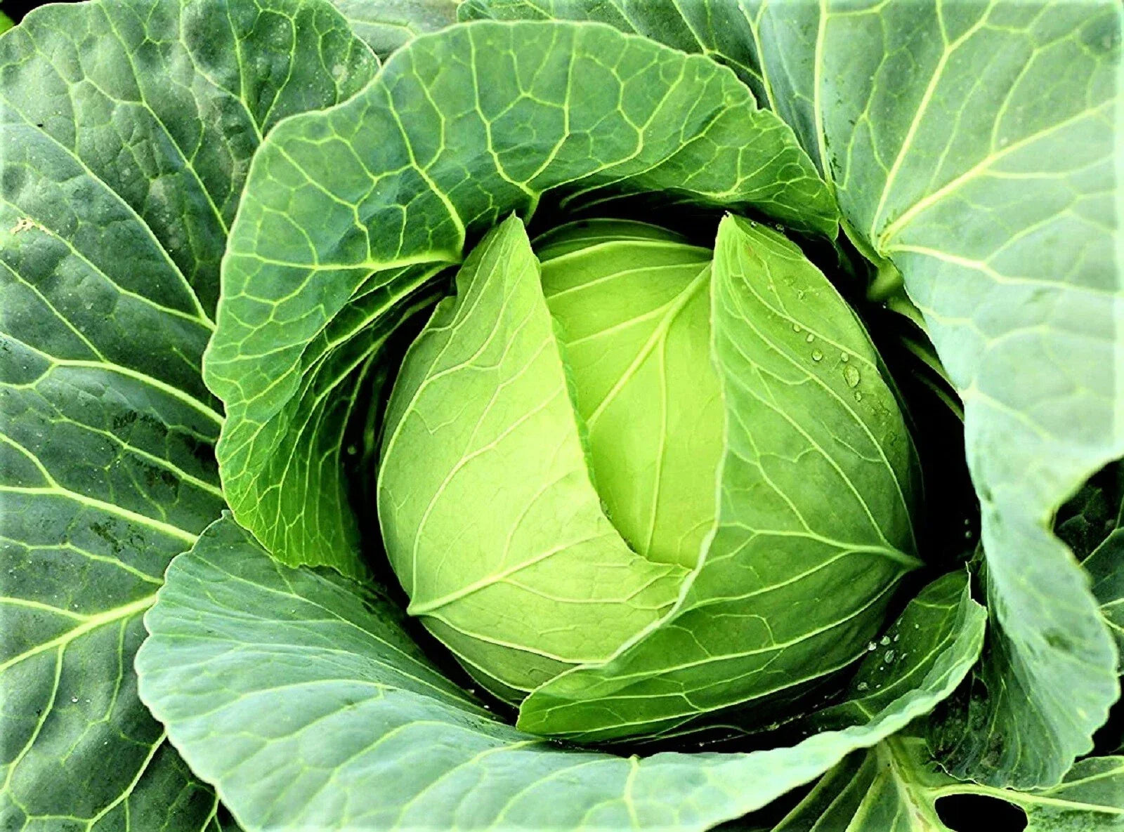 Cabbage Seeds Pack of 200+ Non-GMO Organic Copenhagen Market Brassica oleracea for Vegetable Gardening