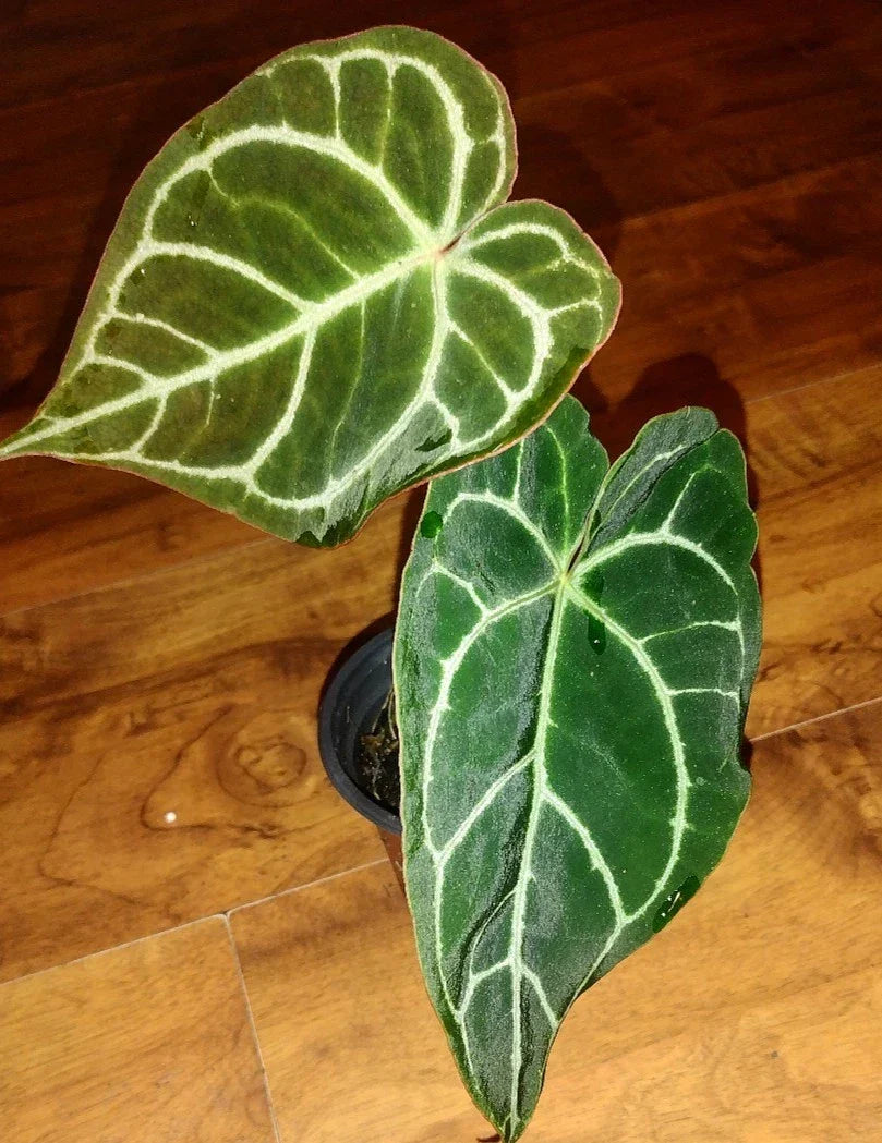 Anthurium Crystallinum Plant | Medium Indoor Tropical Houseplant with Heart-Shaped Leaves and White Veins