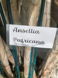 Orchid Cuttings - 5 Ansellia Africana Cuttings for Propagation - African Orchid Plant