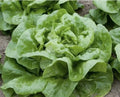 Buttercrunch Lettuce Seeds - Organic Non-GMO Edible Salad Seeds - Lactuca sativa - Home Garden, Container Planting