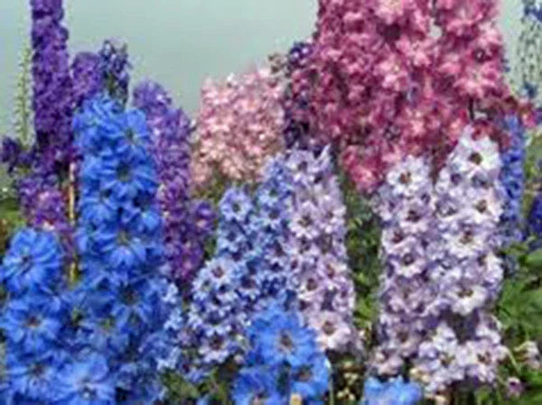 Giant Imperial Larkspur Seeds – 100+ Delphinium elatum Cut Flower Seeds for Tall, Vibrant Blooms & Floral Arrangements