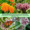 Milkweed Seeds Mix Deluxe - Non-GMO Perennial Monarch Butterfly Host Plant - Asclepias spp.