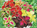 Coleus Seeds - Rainbow Mix, Colorful Foliage, Plectranthus scutellarioides, 200 Seeds