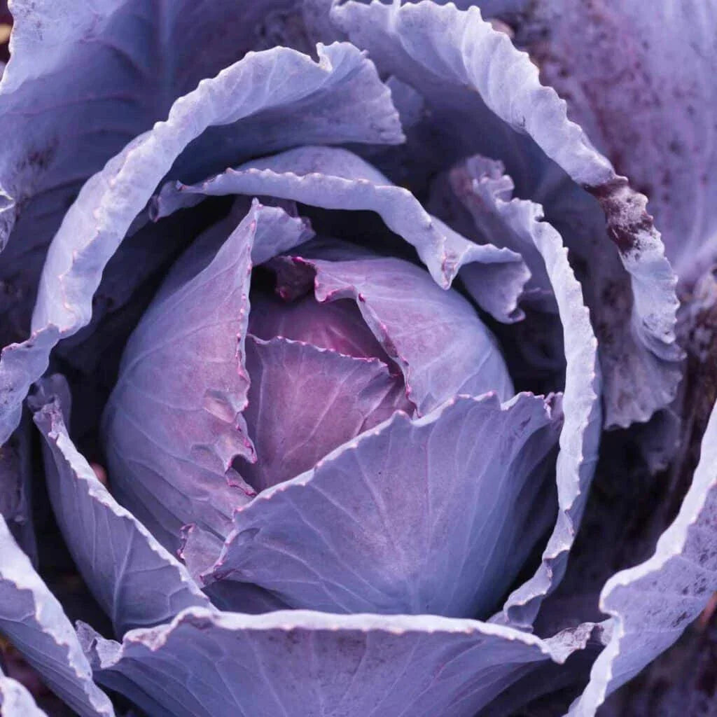 Cabbage Seeds - 500+ Count Deadon Variety Brassica oleracea for Garden Planting, Full Sun, Non-GMO, USA Grown
