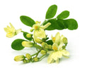 Moringa Seeds - Non-GMO Edible Perennial Tree - Moringa oleifera - Fast-Growing Deciduous Softwood Plant