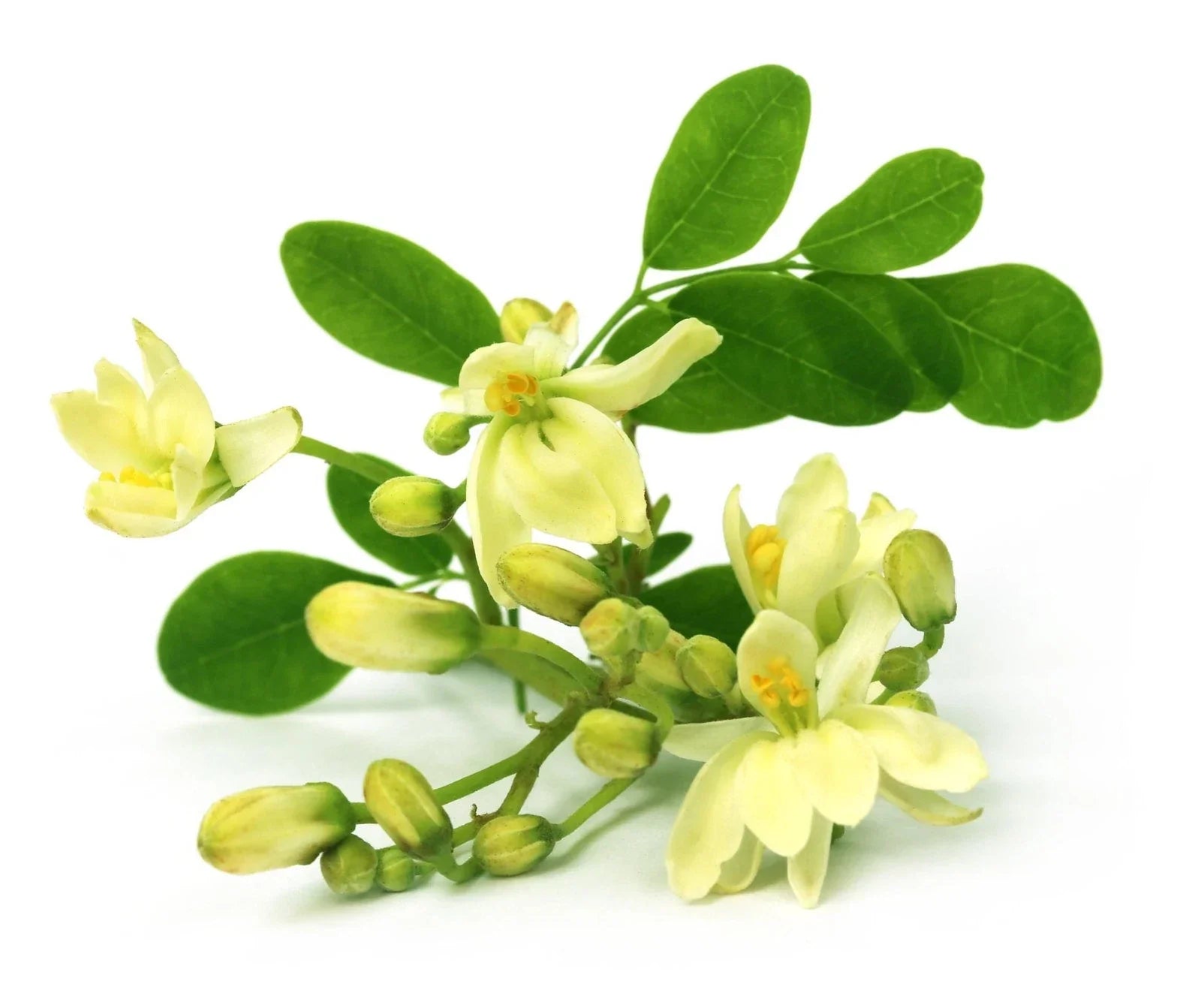 Moringa Seeds - Non-GMO Edible Perennial Tree - Moringa oleifera - Fast-Growing Deciduous Softwood Plant